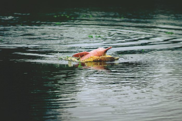 Aria Amazon Discovery Cruise – Perú